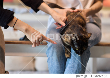 Grooming a Cat with Tender Care is an essential activity to promote their wellbeing and happiness Grooming a Cat with Tender Care is an essential activity to promote their wellbeing and happiness 125697488
