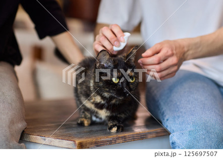 Grooming a Cat with Tender Care is an essential activity to promote their wellbeing and happiness 125697507