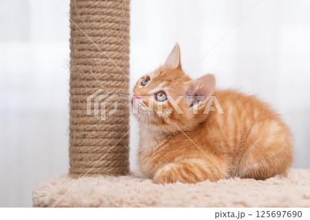 portrait of a cute little red kitten portrait of a cute little red kitten 125697690