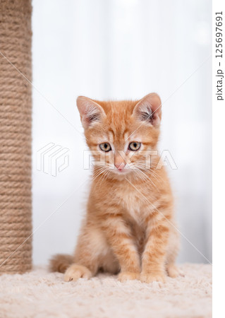 portrait of a cute little red kitten portrait of a cute little red kitten 125697691