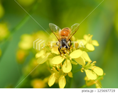 ミツバチ×菜の花 125697719