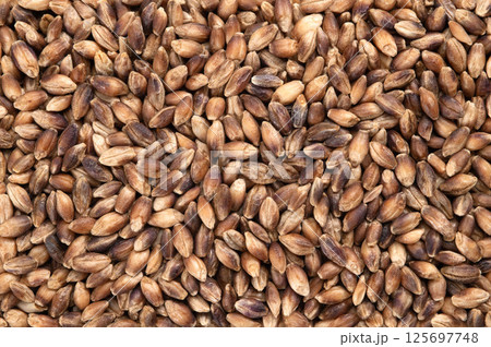 敷き詰められたハダカムギ 125697748