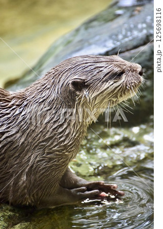 泳ぐカワウソ 125698116