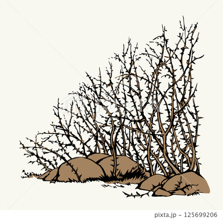 Vector drawing. The thorn bushes Vector drawing. The thorn bushes 125699206