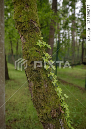 Green ivy climbing on tree trunk in forest park Green ivy climbing on tree trunk in forest park 125699275