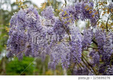 Beautiful purple wisteria flowers hanging from tree branches in springtime Beautiful purple wisteria flowers hanging from tree branches in springtime 125699276