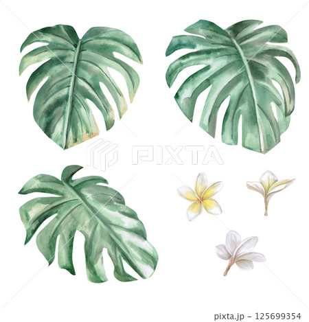 Set of frangipani flowers (plumeria) and monstera leaves. Isolated watercolor illustration of tropical flowers for design of perfume, cosmetics packaging, printing on posters, , travel brochures Set of frangipani flowers (plumeria) and monstera leaves. Isolated watercolor illustration of tropical flowers for design of perfume, cosmetics packaging, printing on posters, , travel brochures 125699354