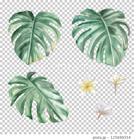 Set of frangipani flowers (plumeria) and monstera leaves. Isolated watercolor illustration of tropical flowers for design of perfume, cosmetics packaging, printing on posters, , travel brochures Set of frangipani flowers (plumeria) and monstera leaves. Isolated watercolor illustration of tropical flowers for design of perfume, cosmetics packaging, printing on posters, , travel brochures 125699354