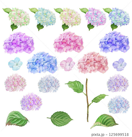 Set of hand painted watercolor elements with colorful flowers and petals, leaves and stem of hydrangea. Illustrations isolated on white background. 125699518