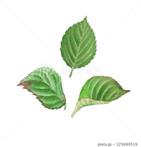 Set of hand painted watercolor elements with hydrangea leaves. Illustrations isolated on white background. 125699519