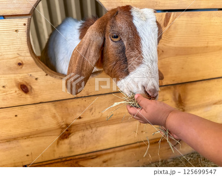 Dairy goats close-up, portrait of a goat with big ear ready for feeding Dairy goats close-up, portrait of a goat with big ear ready for feeding 125699547