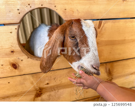 Dairy goats close-up, portrait of a goat with big ear ready for feeding Dairy goats close-up, portrait of a goat with big ear ready for feeding 125699548
