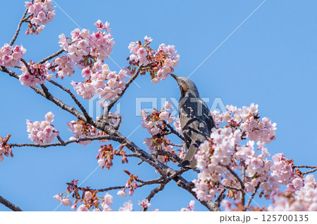 【両国橋東公園】桜とヒヨドリ【カンザクラ】 【両国橋東公園】桜とヒヨドリ【カンザクラ】 125700135