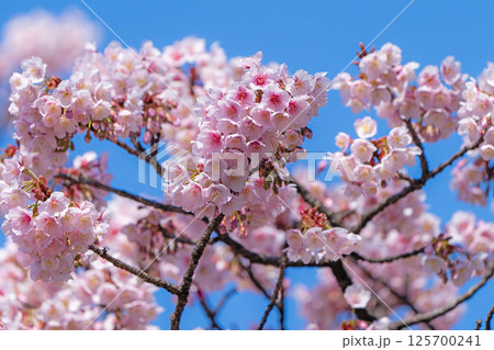 【徳島】両国橋東公園のカンザクラ 125700241