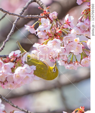 【両国橋東公園】桜とメジロ【カンザクラ】 【両国橋東公園】桜とメジロ【カンザクラ】 125700360