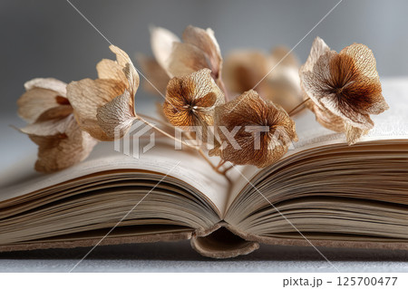 Dried flowers on open vintage book in warm sunlight 125700477