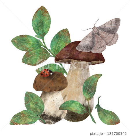 Edible mushrooms, twigs, leaves, moth, butterfly, ladybug, handmade digital illustration on a white background. A composition for the design Edible mushrooms, twigs, leaves, moth, butterfly, ladybug, handmade digital illustration on a white background. A composition for the design 125700543
