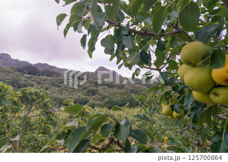 Green Pears Hanging on Orchard Tree in Mountain Valley 125700864