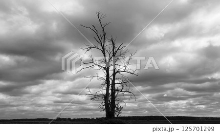 single tree in a field. A lone dry tree in a field against a dramatic sky and gloomy clouds. gray clouds in the sky. Drought. Black and white. 125701299