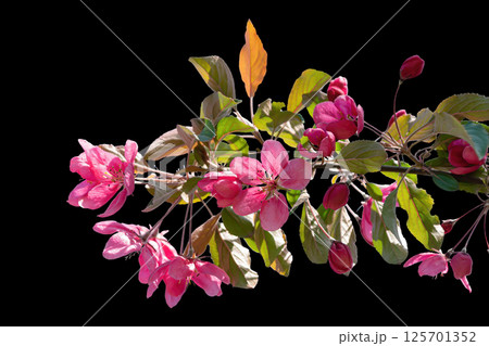 Branch of blooming burgundy cherry on black background. Isolate for collage, there is an outline of the image Branch of blooming burgundy cherry on black background. Isolate for collage, there is an outline of the image 125701352