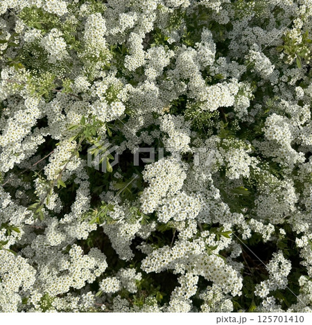 Seamless pattern with green flowering bushes in the garden 125701410