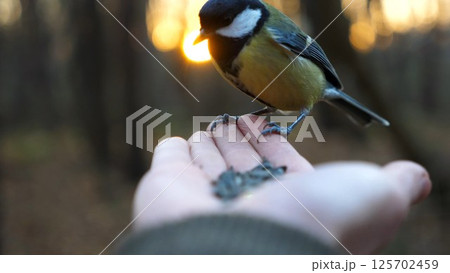 Small titmouse eating meal from arm of young girl against sunset at background. Little tomtit pecking food from a female hand at autumn. Woman feeding cute tit bird to sunflower seeds in forest Small titmouse eating meal from arm of young girl against sunset at background. Little tomtit pecking food from a female hand at autumn. Woman feeding cute tit bird to sunflower seeds in forest 125702459