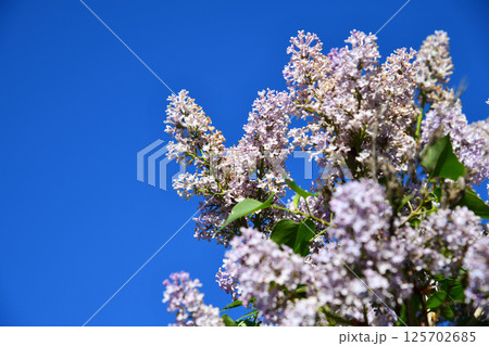 A Common White Lilac bush Syringa vulgaris filled with fragrant flowering blooms in a Springtime 125702685