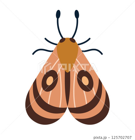 Nocturnal moth with circular eye spots. Brown elegant night insect. Modern vector illustration isolated on white background, hand drawn, flat design Nocturnal moth with circular eye spots. Brown elegant night insect. Modern vector illustration isolated on white background, hand drawn, flat design 125702707