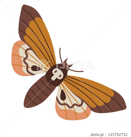 Deaths head Hawk moth, Acherontia atropos with skull pattern on thorax. Night insect, Nocturnal butterfly. Modern vector illustration isolated on white background, hand drawn, flat design Deaths head Hawk moth, Acherontia atropos with skull pattern on thorax. Night insect, Nocturnal butterfly. Modern vector illustration isolated on white background, hand drawn, flat design 125702752