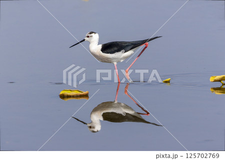 セイタカシギと水面に写るその姿 125702769