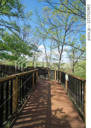 新緑の野山北公園の冒険の森の展望デッキ 125702963