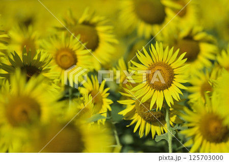 夏といえば 向日葵 夏といえば 向日葵 125703000