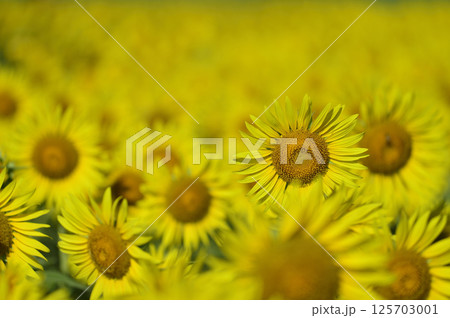 夏といえば 向日葵 夏といえば 向日葵 125703001