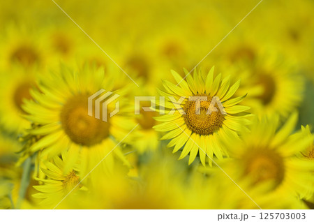夏といえば 向日葵 夏といえば 向日葵 125703003