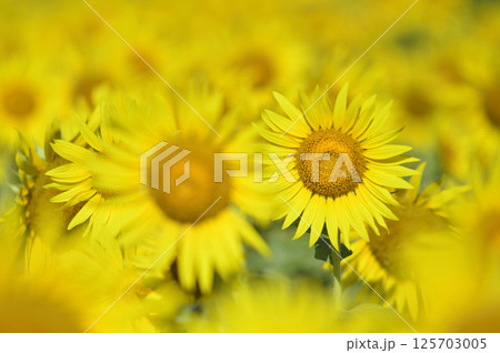 夏といえば　向日葵 125703005
