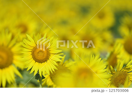 夏といえば　向日葵 125703006
