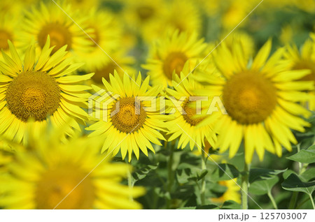 夏といえば　向日葵 125703007