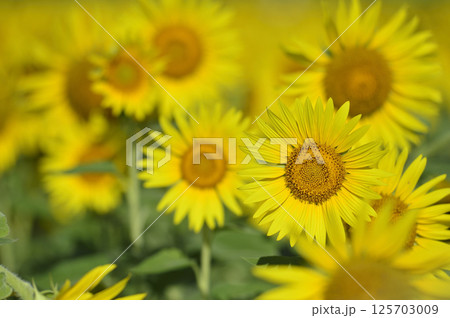 夏といえば　向日葵 125703009