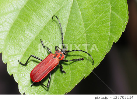 ベニカミキリ ベニカミキリ 125703114