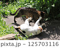 ミックス猫が横になり通り過ぎようとするキジトラ猫に手を出すところ 125703116