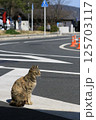 道路に座り走ってくる車を座って見つめているキジトラの地域猫 125703117