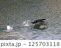 鵜が水面を走り飛び立つ瞬間 125703118