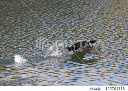 鵜が水面を走り飛び立つ瞬間 鵜が水面を走り飛び立つ瞬間 125703118