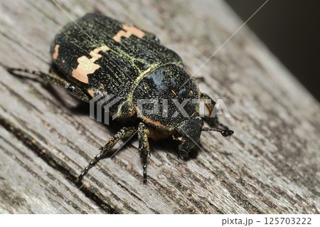 クロハナムグリ 125703222