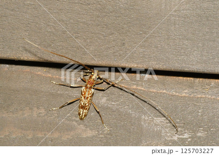 キマダラミヤマカミキリ 125703227