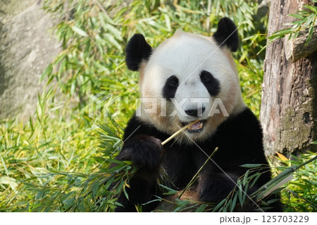 笹を食べるジャイアントパンダ 125703229