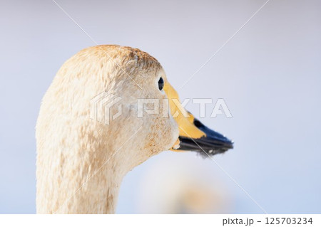 水草の色素に染まった北海道の春に訪れるハクチョウ 水草の色素に染まった北海道の春に訪れるハクチョウ 125703234