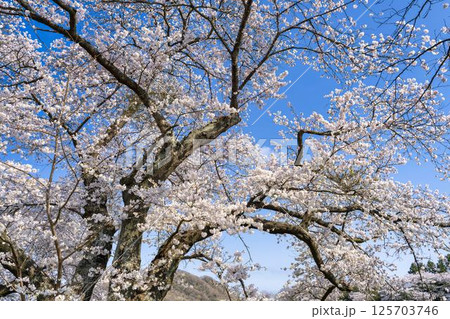 青空と白石川堤一目千本桜 さくら並木　宮城県大河原町 125703746