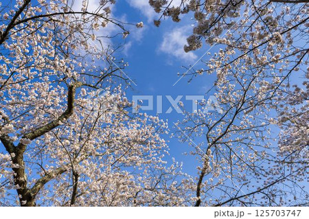 青空と白石川堤一目千本桜 さくら並木 宮城県大河原町 青空と白石川堤一目千本桜 さくら並木 宮城県大河原町 125703747