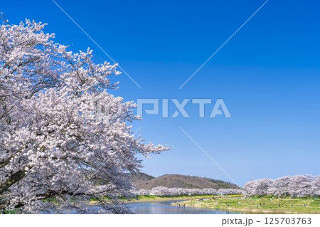 青空と白石川堤一目千本桜 さくら並木　宮城県大河原町 125703763